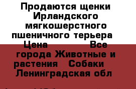 Продаются щенки Ирландского мягкошерстного пшеничного терьера › Цена ­ 30 000 - Все города Животные и растения » Собаки   . Ленинградская обл.